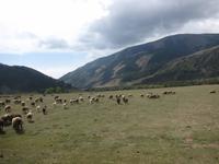 auf dem Weg nach Karakol &ndash; &copy; Sylvia Ott (Eberhardt TRAVEL)