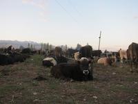 Karakol - Viehmarkt &ndash; &copy; Sylvia Ott (Eberhardt TRAVEL)