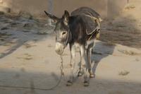 Esel &ndash; &copy; Mandy Lehmann (Eberhardt TRAVEL)