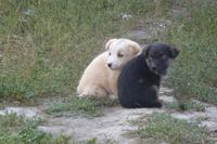 Hunde in Karakol &ndash; &copy; Mandy Lehmann (Eberhardt TRAVEL)
