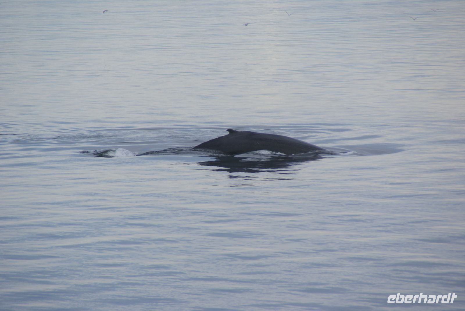 174 Whale Watching Tadoussac &ndash; &copy; Susanne Schirmann (Eberhardt TRAVEL)