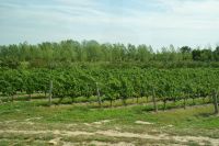 07 Niagara Weinregion &ndash; &copy; Susanne Schirmann (Eberhardt TRAVEL)
