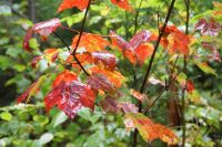 45 Indian Summer
