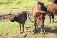 82  Bisons &ndash; &copy; Susanne Schirmann (Eberhardt TRAVEL)
