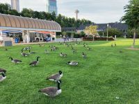 2. Reisetag – Kanadagänse in Niagara Falls &ndash; &copy; Andreas Wolfsteller (Eberhardt TRAVEL)