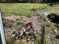 6. Reisetag – Parc Omega – Caribou &ndash; &copy; Andreas Wolfsteller (Eberhardt TRAVEL)