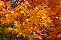 72 Indian Summer &ndash; &copy; Susanne Schirmann (Eberhardt TRAVEL)