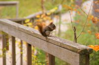 75 Streifenhörnchen &ndash; &copy; Susanne Schirmann (Eberhardt TRAVEL)