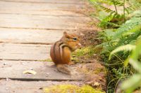 76  Ahörnchen &ndash; &copy; Susanne Schirmann (Eberhardt TRAVEL)