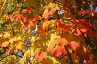 86  Indian Summer &ndash; &copy; Susanne Schirmann (Eberhardt TRAVEL)