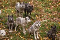 107 Wolfsrudel &ndash; &copy; Susanne Schirmann (Eberhardt TRAVEL)
