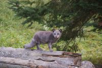 108 Polarfuchs &ndash; &copy; Susanne Schirmann (Eberhardt TRAVEL)