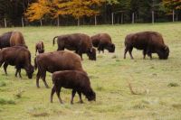 110 Bisons &ndash; &copy; Susanne Schirmann (Eberhardt TRAVEL)
