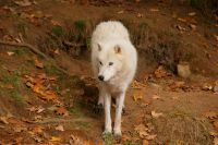 119 arkischer Wolf &ndash; &copy; Susanne Schirmann (Eberhardt TRAVEL)