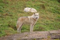 120 Omega Wildpark &ndash; &copy; Susanne Schirmann (Eberhardt TRAVEL)