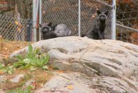 123 Omega Wildpark &ndash; &copy; Susanne Schirmann (Eberhardt TRAVEL)