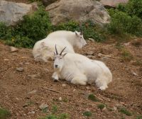 124 Mountain Goats &ndash; &copy; Susanne Schirmann (Eberhardt TRAVEL)