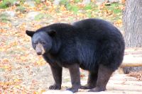 126 Schwarzbär &ndash; &copy; Susanne Schirmann (Eberhardt TRAVEL)