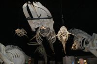180 Tadoussac Walmuseum &ndash; &copy; Susanne Schirmann (Eberhardt TRAVEL)