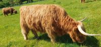 20230529 141106 willkommen bei den Highlandern...