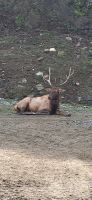 116 Wapiti Hirsch &ndash; &copy; Susanne Schirmann (Eberhardt TRAVEL)