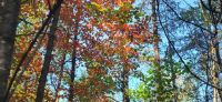 161 Indian Summer