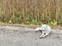 6. Reisetag – Von Ottawa nach Montréal – Besuch des Omega-Wildparks – Polarwolf &ndash; &copy; Andreas Wolfsteller (Eberhardt TRAVEL)