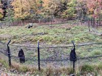 6. Reisetag – Von Ottawa nach Montréal – Besuch des Omega-Wildparks – Schwarzbären &ndash; &copy; Andreas Wolfsteller (Eberhardt TRAVEL)