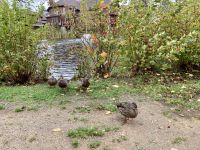 8. Reisetag – Erholungstag am Lac Taureau – Entenbesuch bei der Auberge du Lac Taureau &ndash; &copy; Andreas Wolfsteller (Eberhardt TRAVEL)