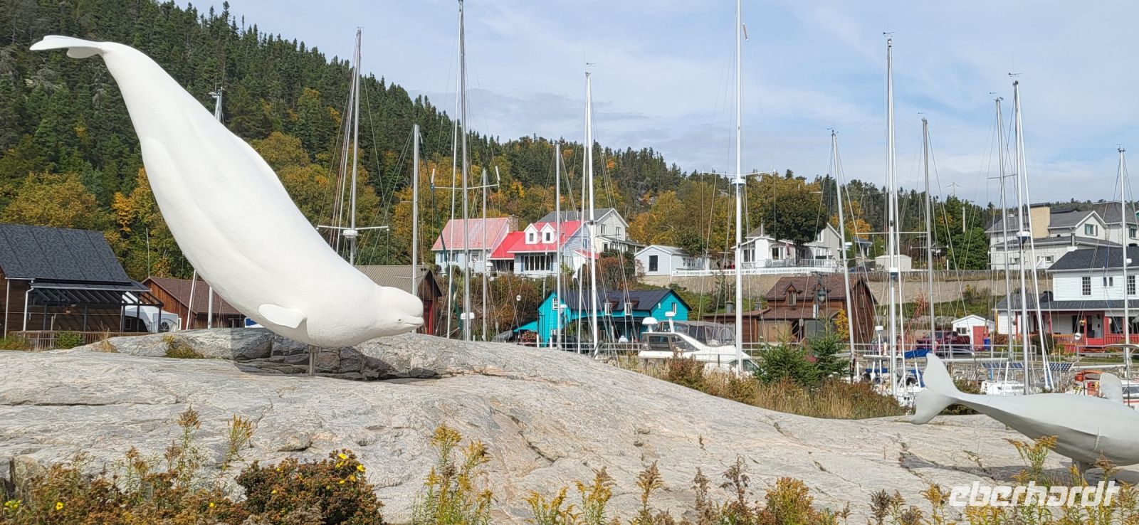 176 Beluga Wale &ndash; &copy; Susanne Schirmann (Eberhardt TRAVEL)