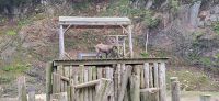 90 Steinbock