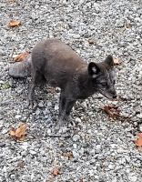 91 Arktischer Fuchs