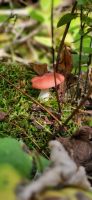 125 viele Pilze entlang des Sees &ndash; &copy; Susanne Schirmann (Eberhardt TRAVEL)