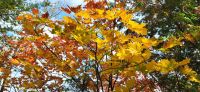 140 Indian Summer lässt grüßen