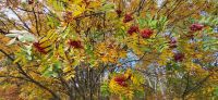 163  Indian Summer &ndash; &copy; Susanne Schirmann (Eberhardt TRAVEL)