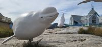 177 Beluga Wale &ndash; &copy; Susanne Schirmann (Eberhardt TRAVEL)
