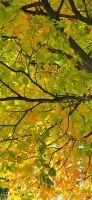 198 Indian Summer