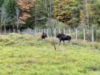 6. Tag – Ottawa bis Montréal – Tour durch den Omega-Wildpark – Elche (Moose) &ndash; &copy; Andreas Wolfsteller (Eberhardt TRAVEL)