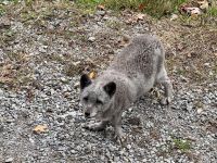6. Tag – Ottawa bis Montréal – Tour durch den Omega-Wildpark – Polarfuchs &ndash; &copy; Andreas Wolfsteller (Eberhardt TRAVEL)