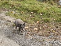 6. Tag – Ottawa bis Montréal – Tour durch den Omega-Wildpark – Polarfuchs &ndash; &copy; Andreas Wolfsteller (Eberhardt TRAVEL)