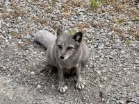 6. Tag – Ottawa bis Montréal – Tour durch den Omega-Wildpark – Polarfuchs &ndash; &copy; Andreas Wolfsteller (Eberhardt TRAVEL)