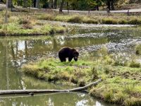6. Tag – Ottawa bis Montréal – Tour durch den Omega-Wildpark – Zimtbär &ndash; &copy; Andreas Wolfsteller (Eberhardt TRAVEL)