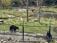 6. Tag – Ottawa bis Montréal – Tour durch den Omega-Wildpark – Zimtbären &ndash; &copy; Andreas Wolfsteller (Eberhardt TRAVEL)