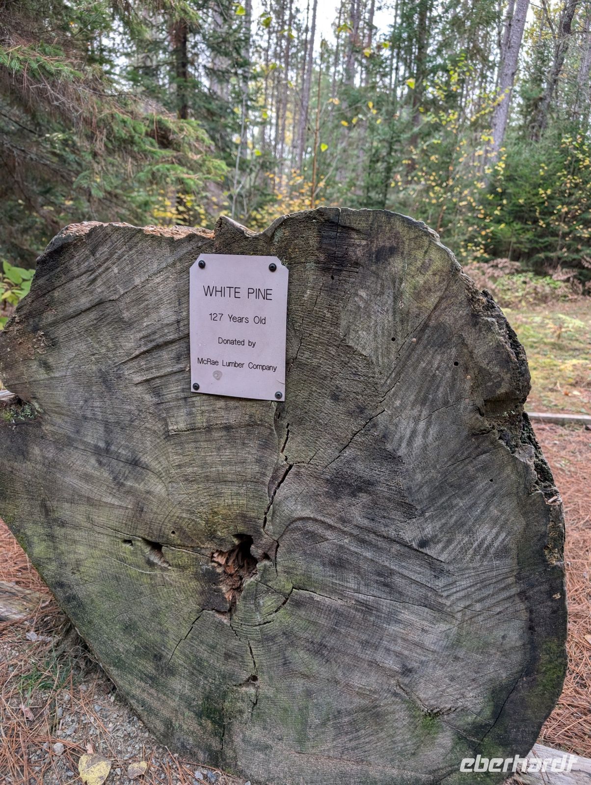 Algonquin Park 