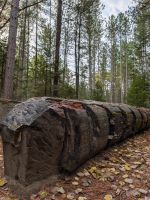 Algonquin Park 