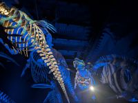 Walmuseum &ndash; &copy; Mandy Rauschner (Eberhardt TRAVEL)