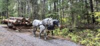 065 Logging Museum &ndash; &copy; Susanne Schirmann (Eberhardt TRAVEL)