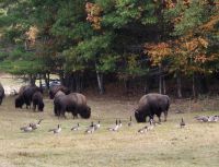 091 Bisons &ndash; &copy; Susanne Schirmann (Eberhardt TRAVEL)