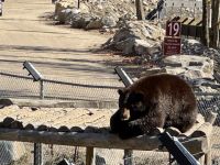 6. Tag – Ottawa bis Montréal – Tour durch den Omega-Wildpark – Schwarzbär &ndash; &copy; Andreas Wolfsteller (Eberhardt TRAVEL)