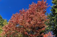 57 Indian Summer &ndash; &copy; Susanne Schirmann (Eberhardt TRAVEL)